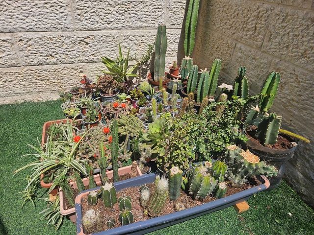 צמחים קקטוסים וסוקולנטים