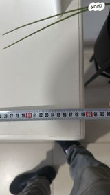 שידת נסיכות מעץ