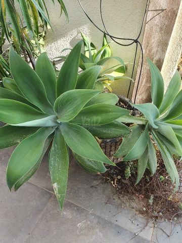 מגוון צמחים
