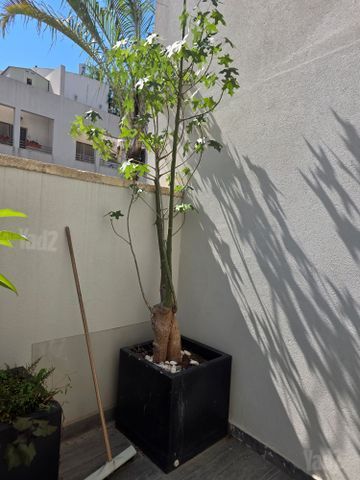 עצים