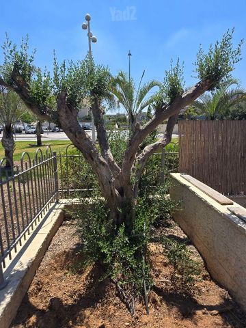 עץ זית