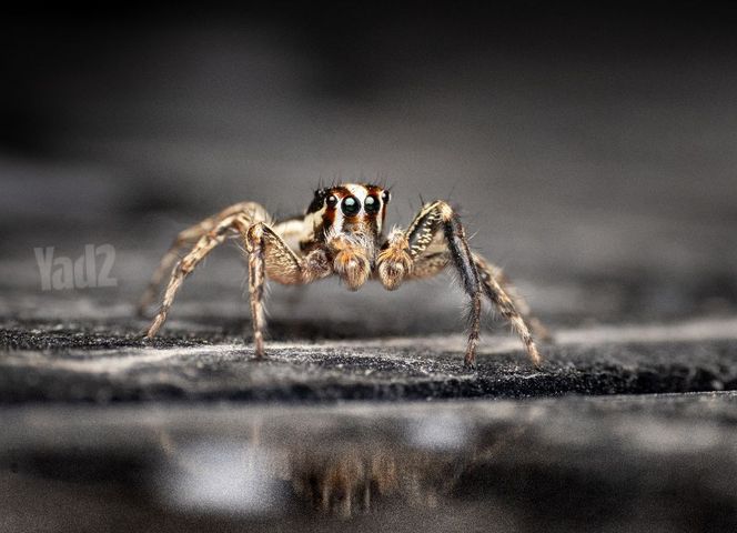 עדשת 100mm 2.8 macro rf