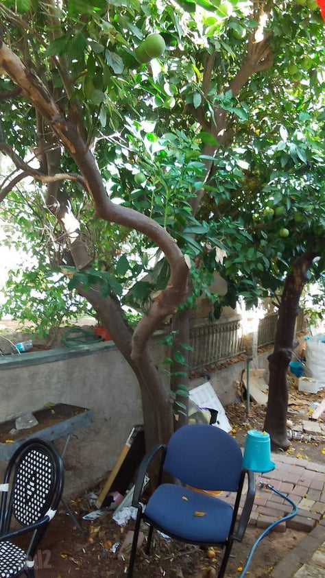 עצי פרי