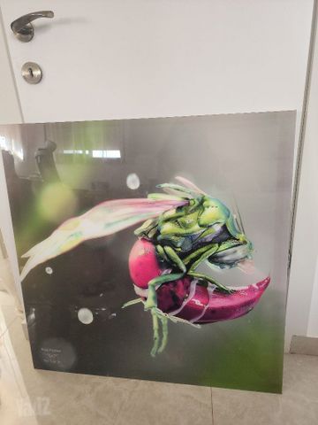 פרטי נוי לבית