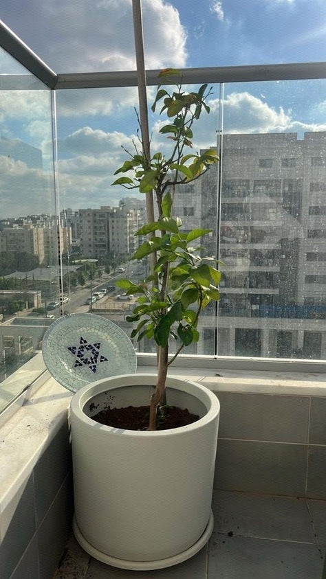 עציצים