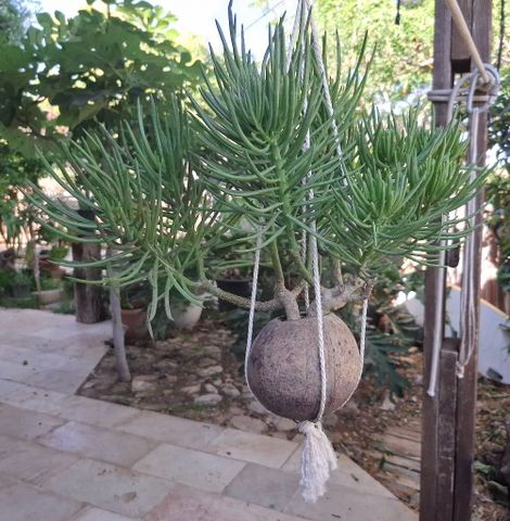 סביון הימלאיה,בונסאי בקוקוס.