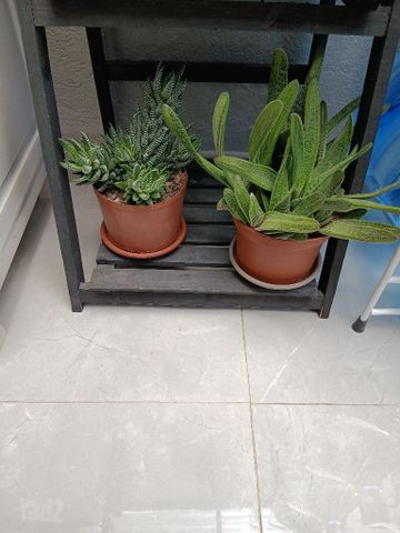 סוקולנטים
