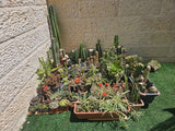 צמחים קקטוסים וסוקולנטים