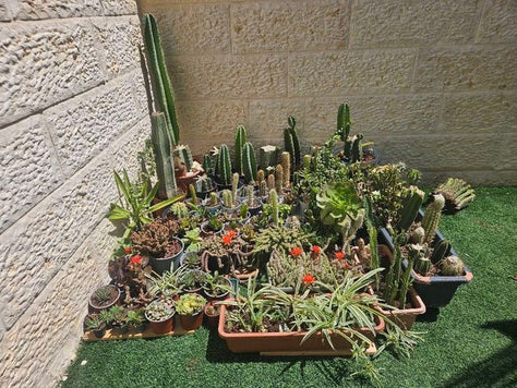 צמחים קקטוסים וסוקולנטים