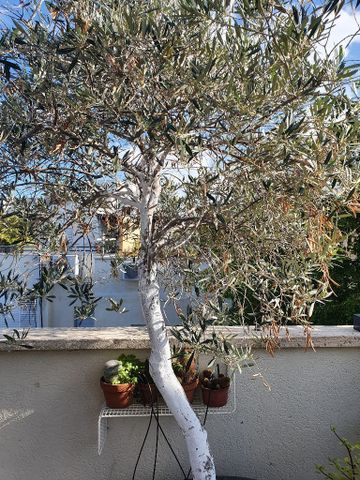 מגוון צמחים